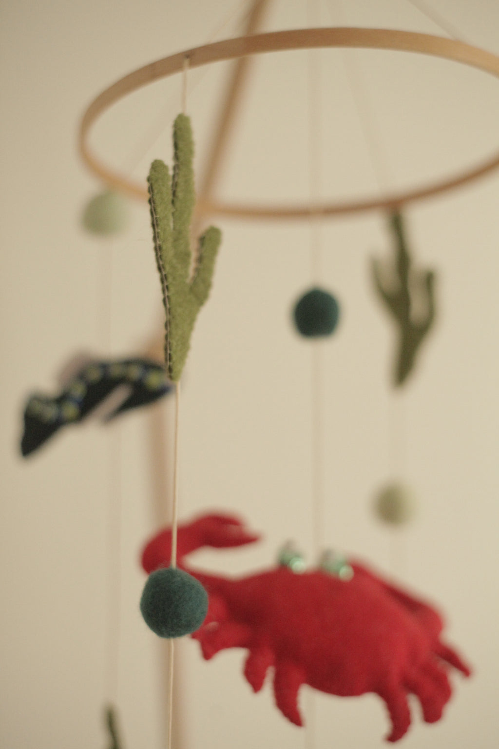 Tenger alatti csoda -  rákos kiságyforgó halakkal